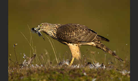 Habicht (Accipiter gentilis)