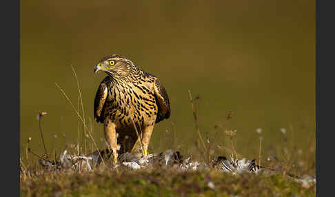 Habicht (Accipiter gentilis)