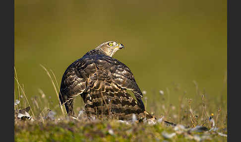 Habicht (Accipiter gentilis)