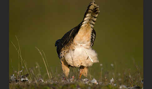 Habicht (Accipiter gentilis)