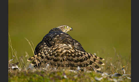 Habicht (Accipiter gentilis)