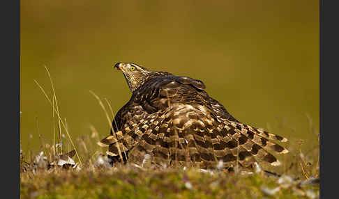 Habicht (Accipiter gentilis)