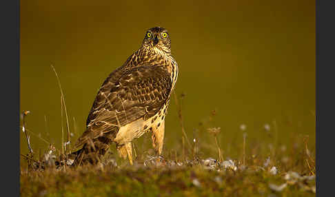 Habicht (Accipiter gentilis)