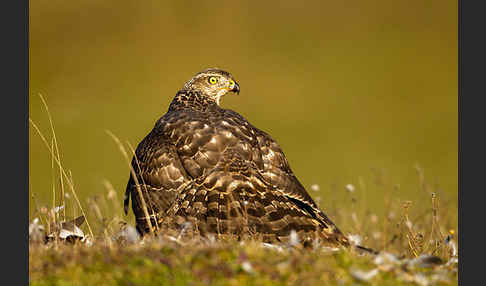 Habicht (Accipiter gentilis)