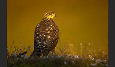 Habicht (Accipiter gentilis)