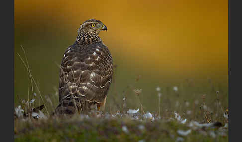 Habicht (Accipiter gentilis)