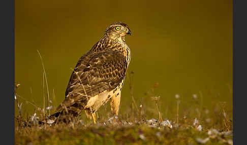 Habicht (Accipiter gentilis)