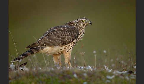 Habicht (Accipiter gentilis)