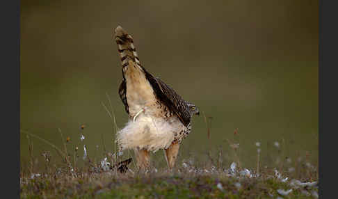 Habicht (Accipiter gentilis)