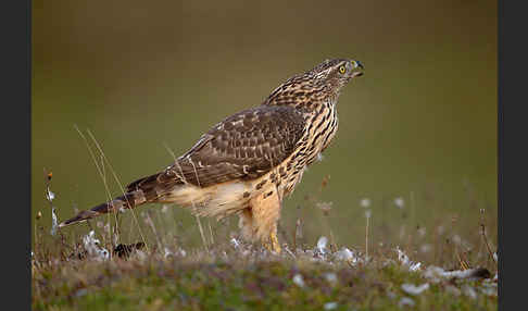 Habicht (Accipiter gentilis)