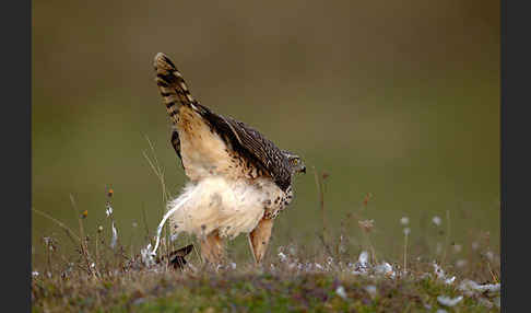 Habicht (Accipiter gentilis)