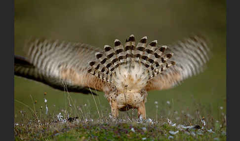 Habicht (Accipiter gentilis)