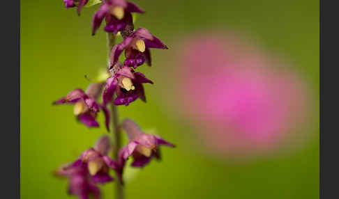 Braunrote Sitter (Epipactis atrorubens)