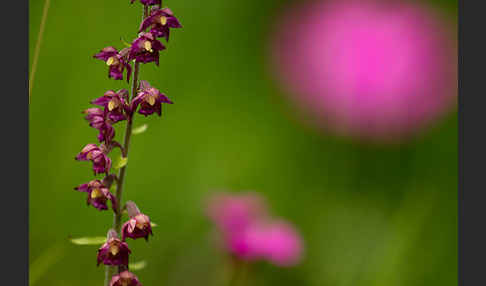 Braunrote Sitter (Epipactis atrorubens)