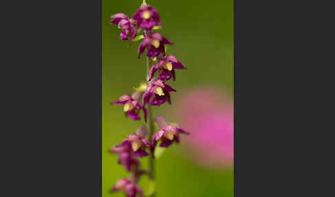 Braunrote Sitter (Epipactis atrorubens)