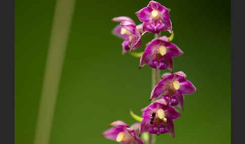 Braunrote Sitter (Epipactis atrorubens)