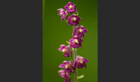 Braunrote Sitter (Epipactis atrorubens)