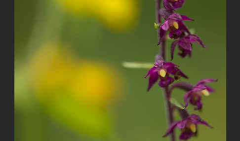 Braunrote Sitter (Epipactis atrorubens)