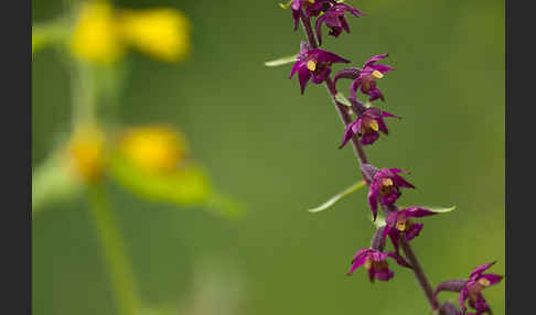 Braunrote Sitter (Epipactis atrorubens)