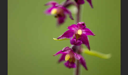 Braunrote Sitter (Epipactis atrorubens)