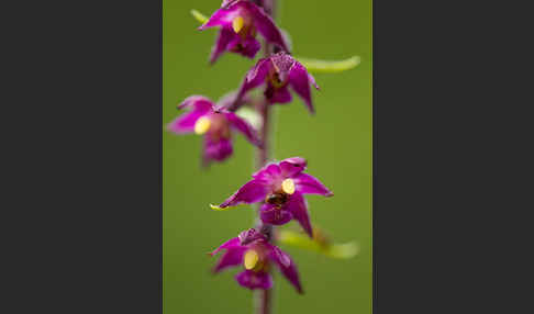 Braunrote Sitter (Epipactis atrorubens)