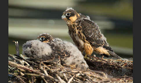 Baumfalke (Falco subbuteo)