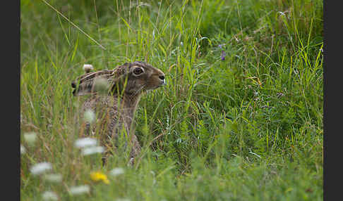 Feldhase (Lepus europaeus)