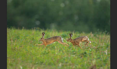 Feldhase (Lepus europaeus)