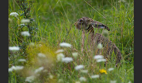 Feldhase (Lepus europaeus)