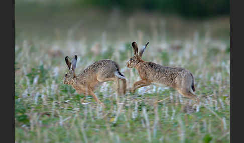 Feldhase (Lepus europaeus)