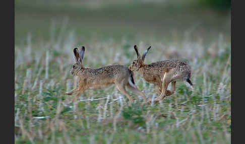 Feldhase (Lepus europaeus)