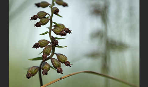 Braunrote Sitter (Epipactis atrorubens)