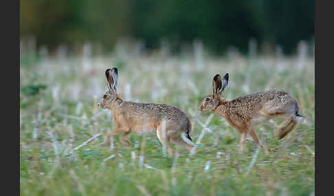 Feldhase (Lepus europaeus)