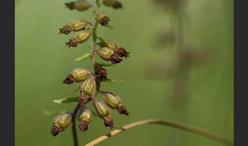 Braunrote Sitter (Epipactis atrorubens)