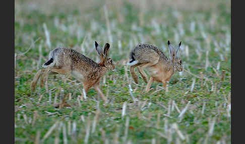 Feldhase (Lepus europaeus)