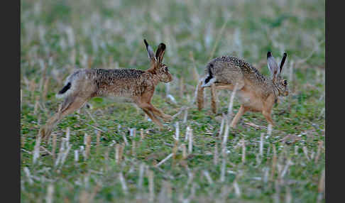 Feldhase (Lepus europaeus)