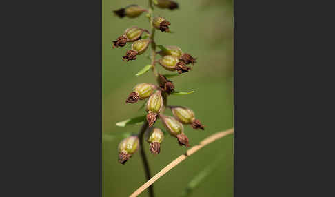 Braunrote Sitter (Epipactis atrorubens)