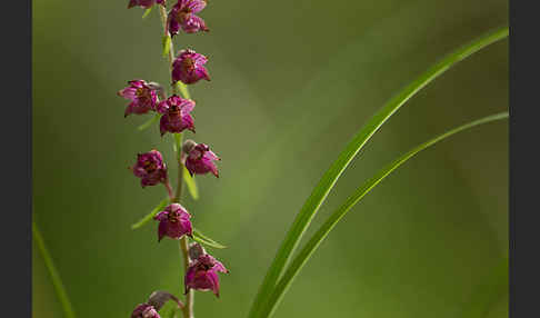 Braunrote Sitter (Epipactis atrorubens)