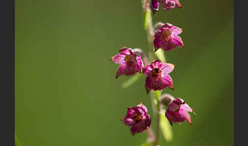 Braunrote Sitter (Epipactis atrorubens)