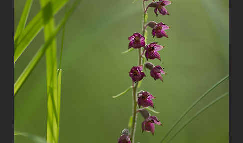 Braunrote Sitter (Epipactis atrorubens)