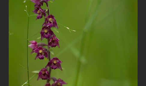 Braunrote Sitter (Epipactis atrorubens)