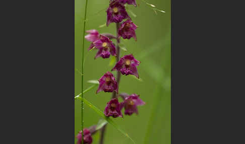 Braunrote Sitter (Epipactis atrorubens)