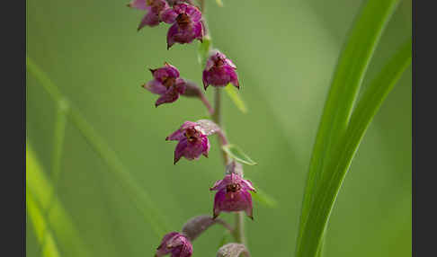 Braunrote Sitter (Epipactis atrorubens)