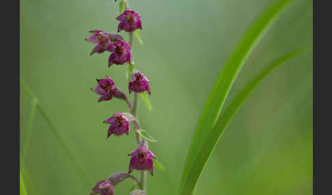 Braunrote Sitter (Epipactis atrorubens)