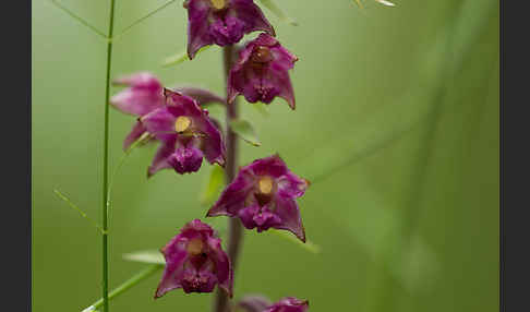 Braunrote Sitter (Epipactis atrorubens)