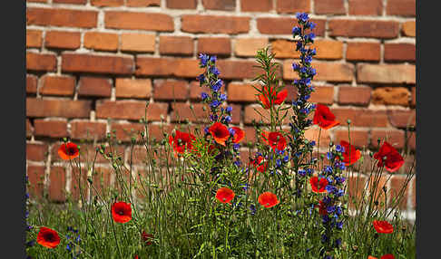 Gewöhnlicher Natternkopf (Echium vulgare)