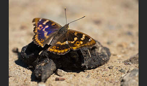 Kleiner Schillerfalter (Apatura ilia)