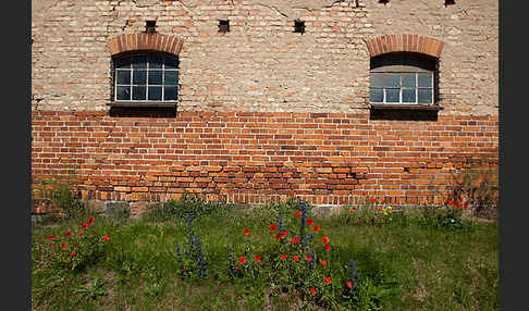 Gewöhnlicher Natternkopf (Echium vulgare)