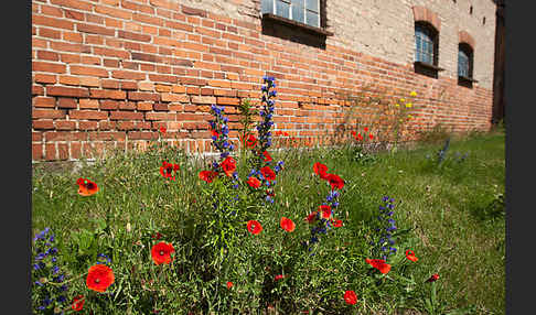 Gewöhnlicher Natternkopf (Echium vulgare)