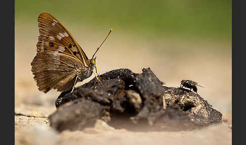 Kleiner Schillerfalter (Apatura ilia)